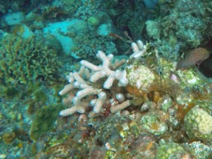 Thin Finger Coral